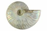 Silver Iridescent Ammonite (Cleoniceras) Fossil - Madagascar #346741-1